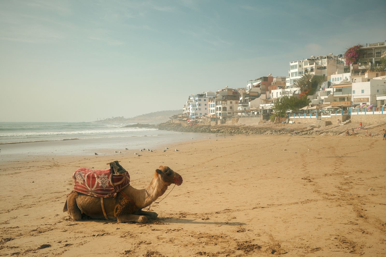 Plage d'Agadir avec dromadaire